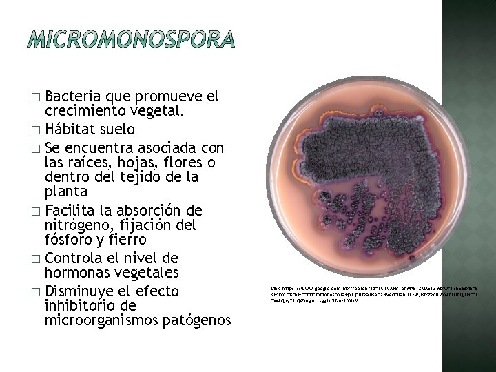 Bacteria que promueve el crecimiento vegetal. � Hábitat suelo � Se encuentra asociada con Bacteria que promueve el crecimiento vegetal. � Hábitat suelo � Se encuentra asociada con