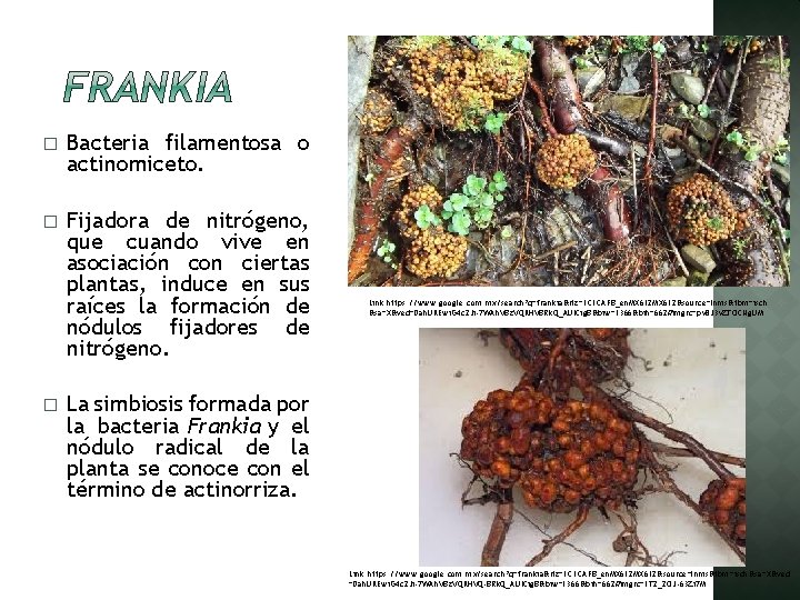 � Bacteria filamentosa o actinomiceto. � Fijadora de nitrógeno, que cuando vive en asociación