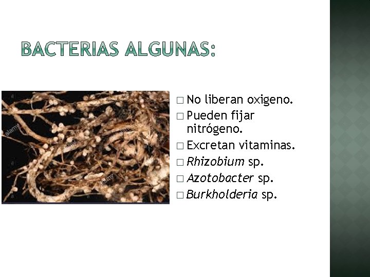 � No liberan oxigeno. � Pueden fijar nitrógeno. � Excretan vitaminas. � Rhizobium sp.