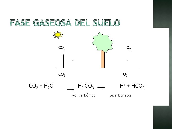 CO 2 > < CO 2 + H 2 O Ác. carbónico O 2