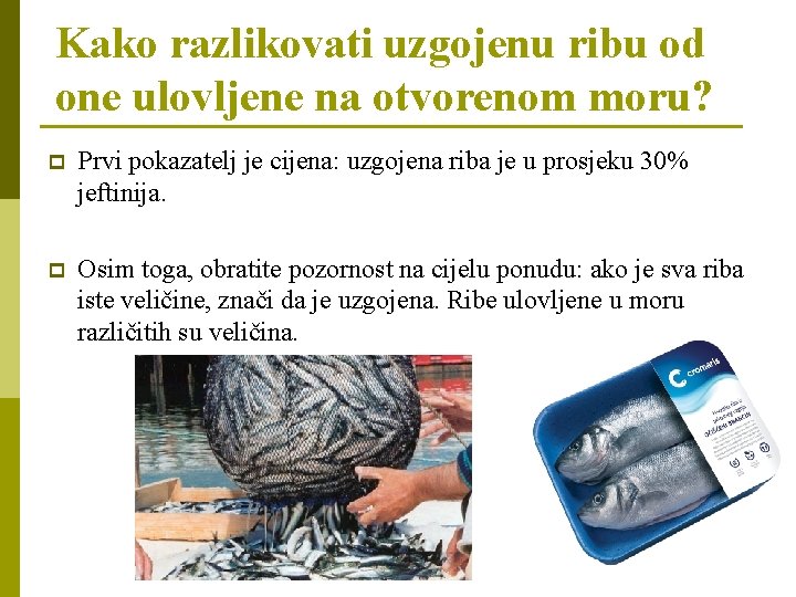 Kako razlikovati uzgojenu ribu od one ulovljene na otvorenom moru? p Prvi pokazatelj je