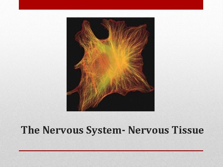 The Nervous System- Nervous Tissue 