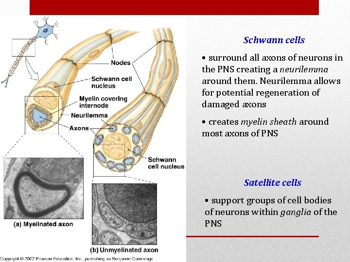 Schwann cells • surround all axons of neurons in the PNS creating a neurilemma