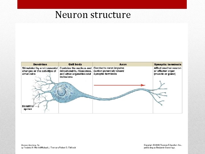 Neuron structure 