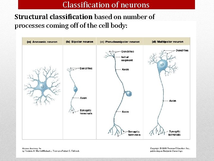 Classification of neurons Structural classification based on number of processes coming off of the