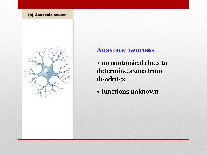 Anaxonic neurons • no anatomical clues to determine axons from dendrites • functions unknown