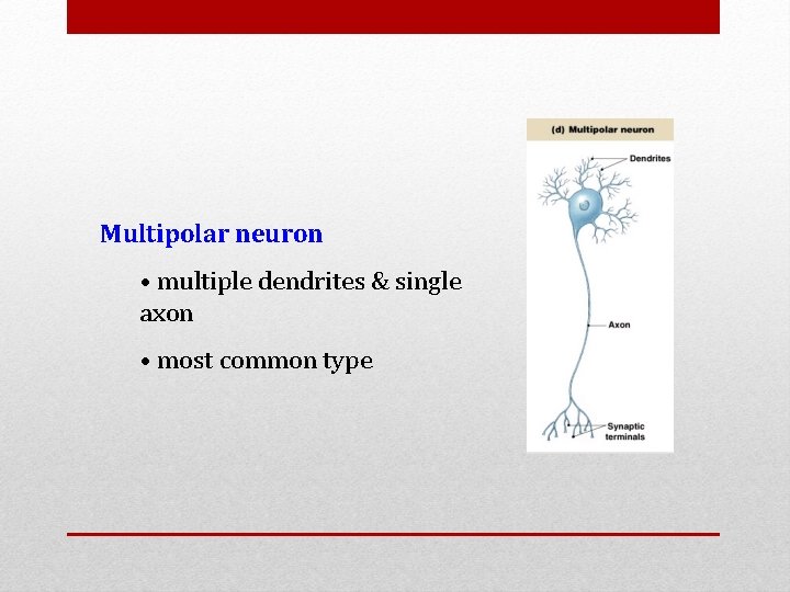 Multipolar neuron • multiple dendrites & single axon • most common type 