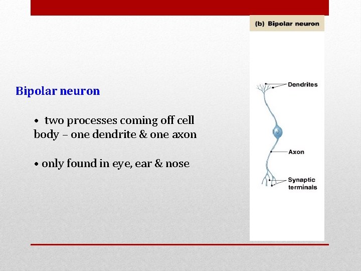Bipolar neuron • two processes coming off cell body – one dendrite & one