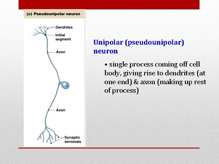 Unipolar (pseudounipolar) neuron • single process coming off cell body, giving rise to dendrites