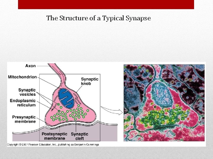 The Structure of a Typical Synapse 
