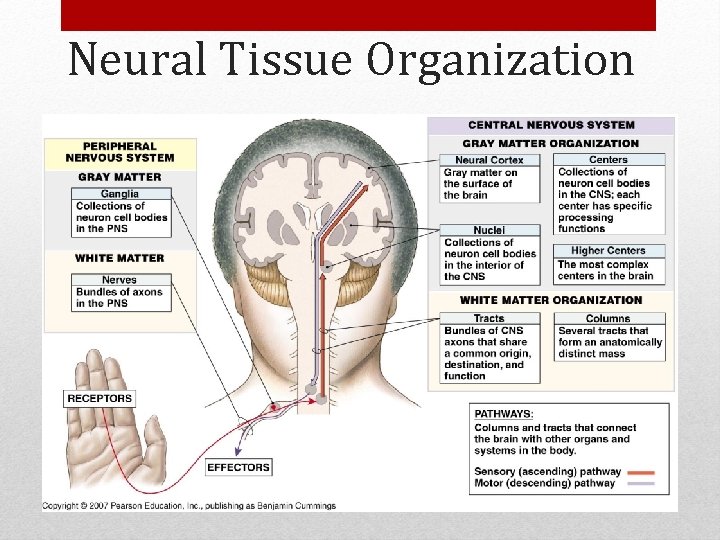 Neural Tissue Organization 