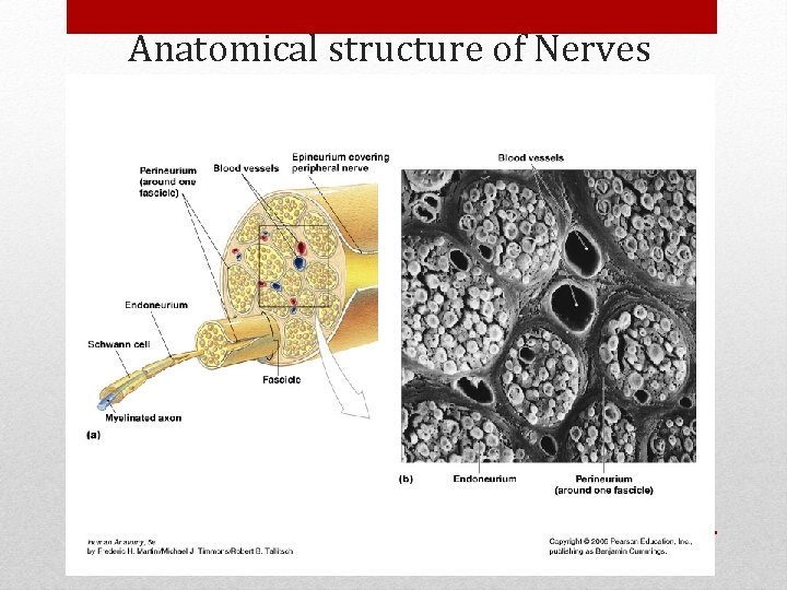 Anatomical structure of Nerves 