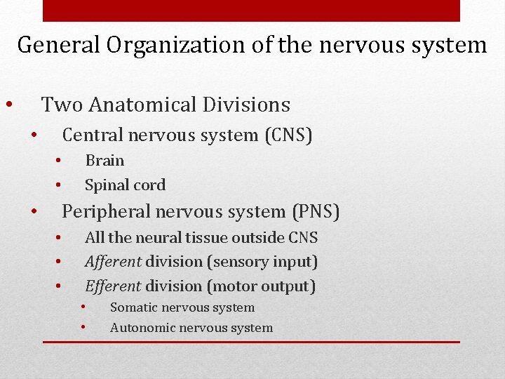 General Organization of the nervous system Two Anatomical Divisions • Central nervous system (CNS)