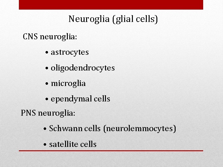 Neuroglia (glial cells) CNS neuroglia: • astrocytes • oligodendrocytes • microglia • ependymal cells