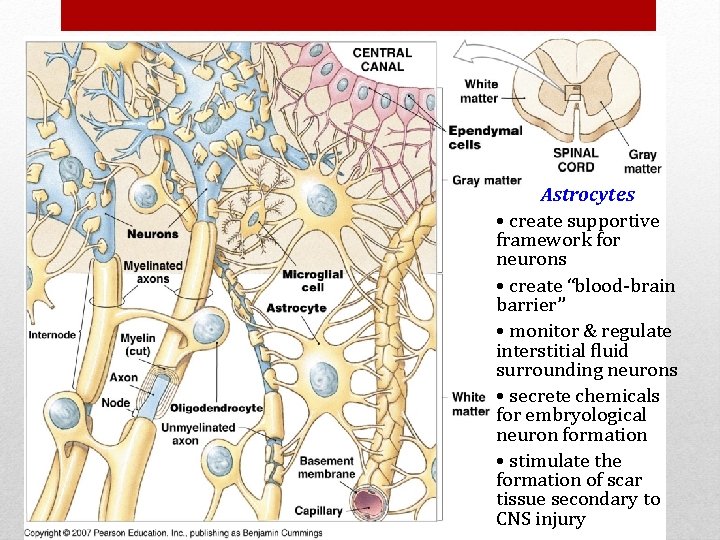 Astrocytes • create supportive framework for neurons • create “blood-brain barrier” • monitor &