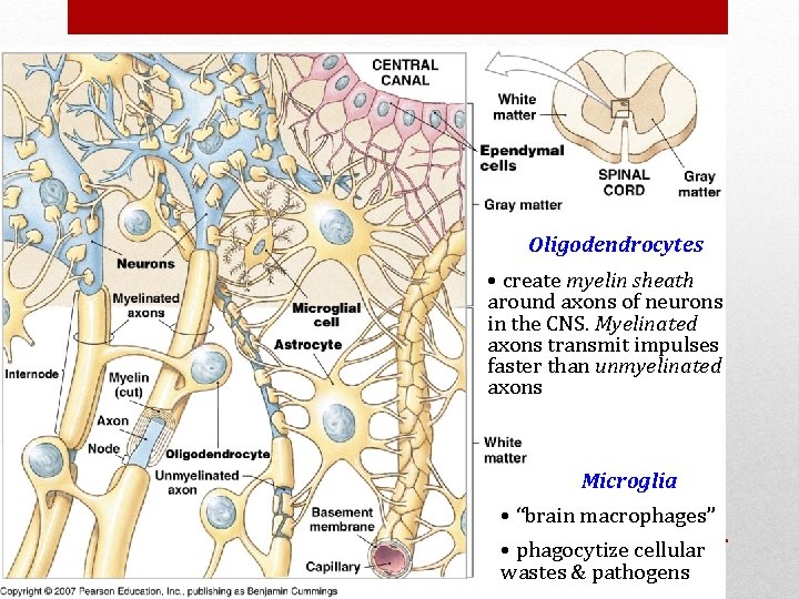 Oligodendrocytes • create myelin sheath around axons of neurons in the CNS. Myelinated axons