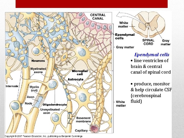 Ependymal cells • line ventricles of brain & central canal of spinal cord •