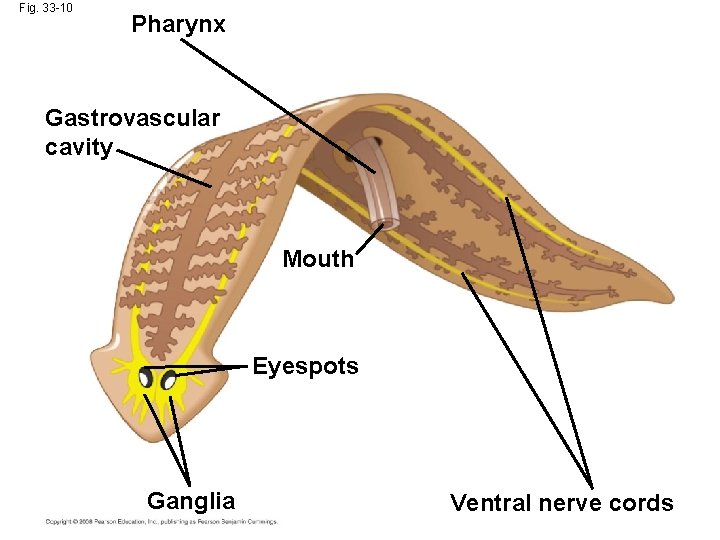 Fig. 33 -10 Pharynx Gastrovascular cavity Mouth Eyespots Ganglia Ventral nerve cords 