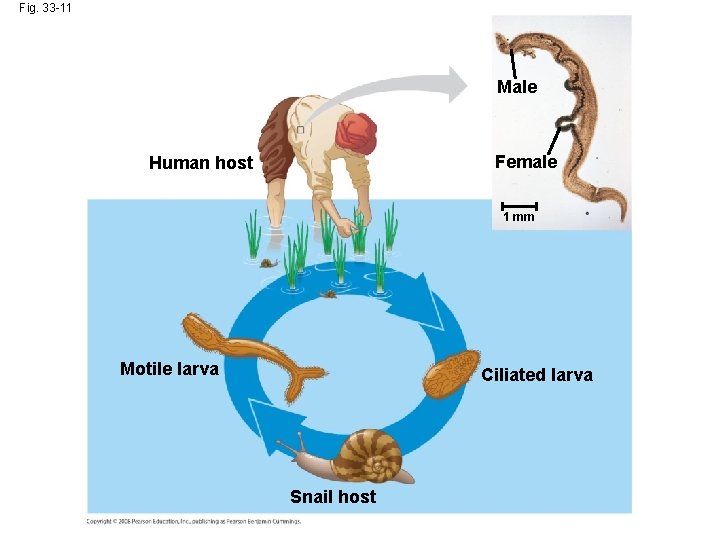 Fig. 33 -11 Male Female Human host 1 mm Motile larva Ciliated larva Snail