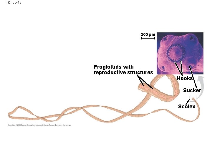 Fig. 33 -12 200 µm Proglottids with reproductive structures Hooks Sucker Scolex 