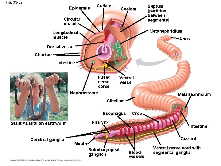 Fig. 33 -22 Epidermis Cuticle Coelom Circular muscle Septum (partition between segments) Metanephridium Longitudinal