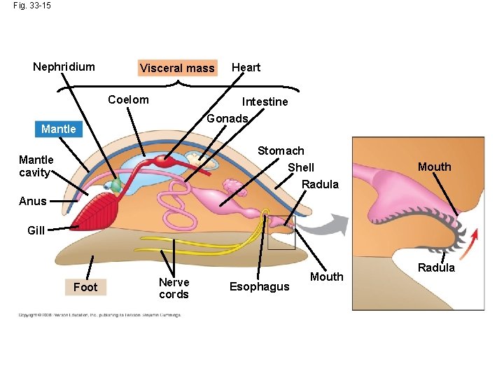 Fig. 33 -15 Nephridium Visceral mass Coelom Heart Intestine Gonads Mantle Stomach Shell Radula