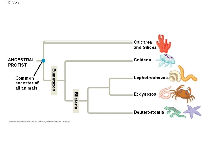 Fig. 33 -2 Calcarea and Silicea ANCESTRAL PROTIST Eumetazoa Common ancestor of all animals