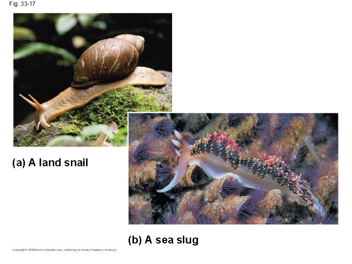 Fig. 33 -17 (a) A land snail (b) A sea slug 