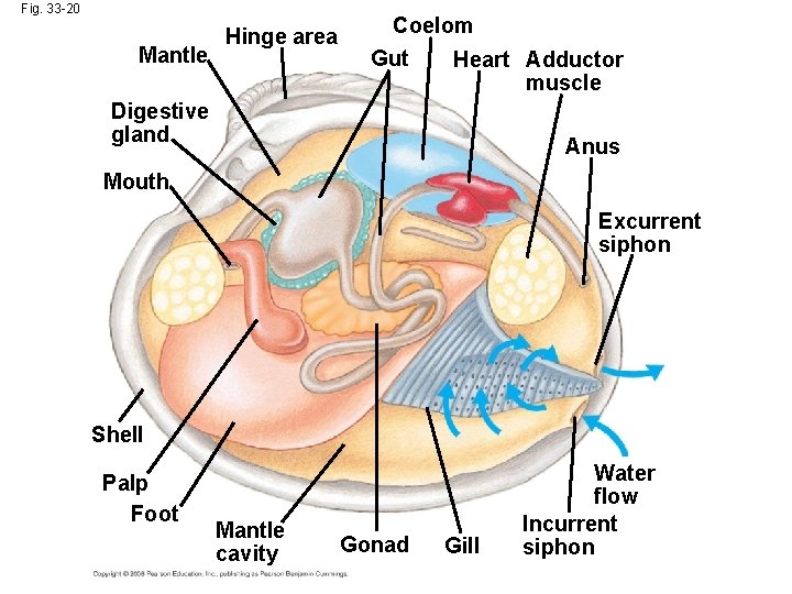 Fig. 33 -20 Mantle Hinge area Coelom Gut Heart Adductor muscle Digestive gland Anus