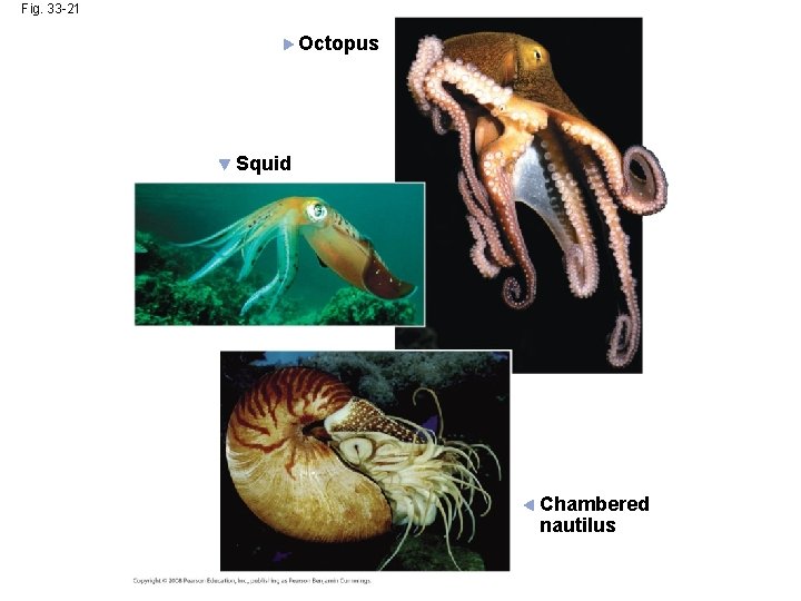 Fig. 33 -21 Octopus Squid Chambered nautilus 