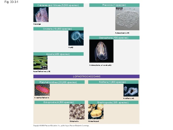 Fig. 33 -3 -1 Placozoa (1 species) Calcarea and Silicea (5, 500 species) 0.