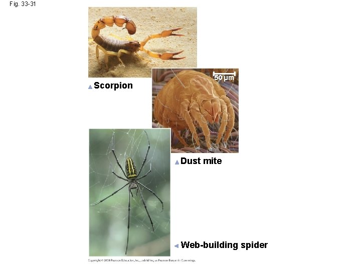 Fig. 33 -31 Scorpion 50 µm Dust mite Web-building spider 