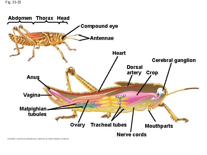 Fig. 33 -35 Abdomen Thorax Head Compound eye Antennae Heart Cerebral ganglion Dorsal artery