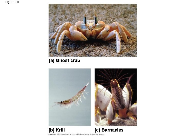 Fig. 33 -38 (a) Ghost crab (b) Krill (c) Barnacles 