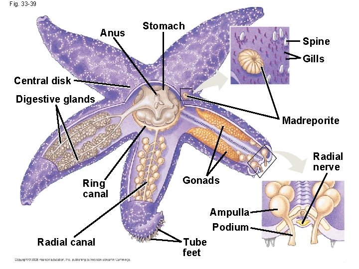 Fig. 33 -39 Anus Stomach Spine Gills Central disk Digestive glands Madreporite Radial nerve