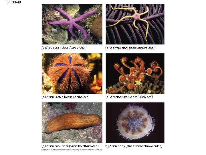 Fig. 33 -40 (a) A sea star (class Asteroidea) (b) A brittle star (class