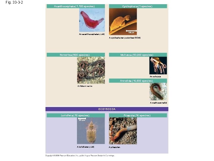 Fig. 33 -3 -2 Cycliophora (1 species) Acanthocephala (1, 100 species) 100 µm An