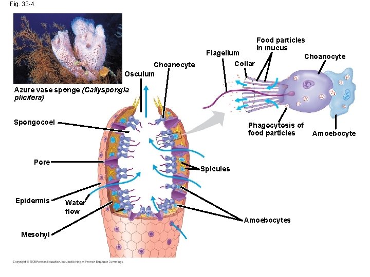 Fig. 33 -4 Choanocyte Osculum Flagellum Collar Food particles in mucus Choanocyte Azure vase