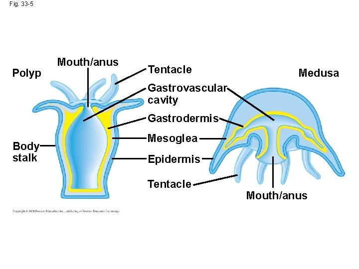 Fig. 33 -5 Polyp Mouth/anus Tentacle Medusa Gastrovascular cavity Gastrodermis Body stalk Mesoglea Epidermis