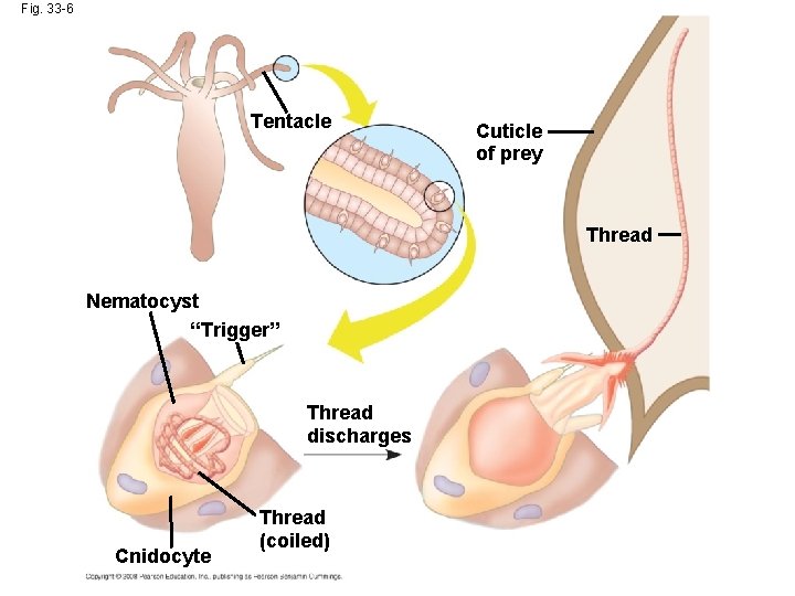 Fig. 33 -6 Tentacle Cuticle of prey Thread Nematocyst “Trigger” Thread discharges Cnidocyte Thread