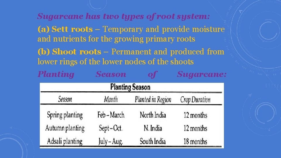 Sugarcane has two types of root system: (a) Sett roots – Temporary and provide