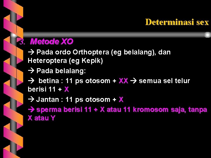 Determinasi sex 3. Metode XO Pada ordo Orthoptera (eg belalang), dan Heteroptera (eg Kepik)