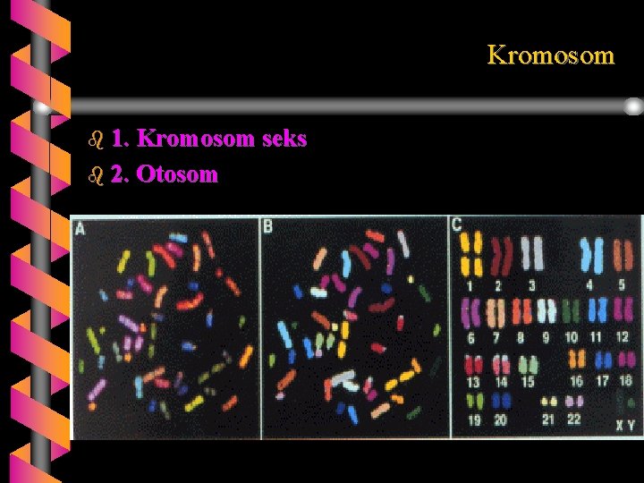 Kromosom b 1. Kromosom seks b 2. Otosom 