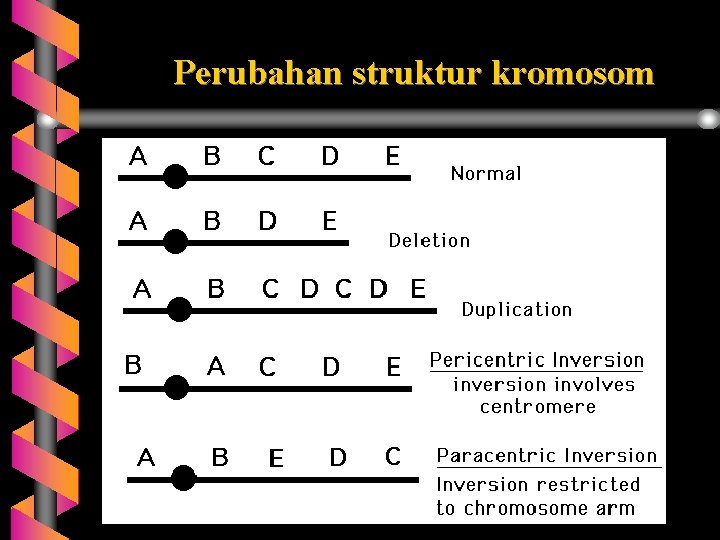 Perubahan struktur kromosom 