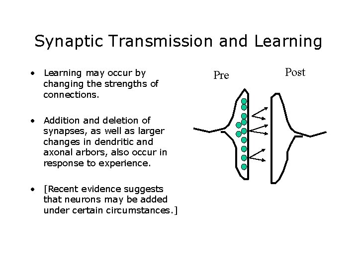 Synaptic Transmission and Learning • Learning may occur by changing the strengths of connections. Synaptic Transmission and Learning • Learning may occur by changing the strengths of connections.