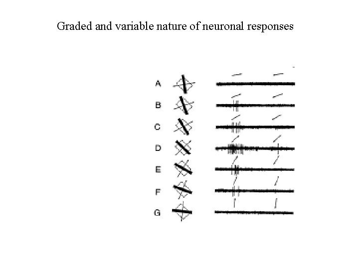 Graded and variable nature of neuronal responses Graded and variable nature of neuronal responses