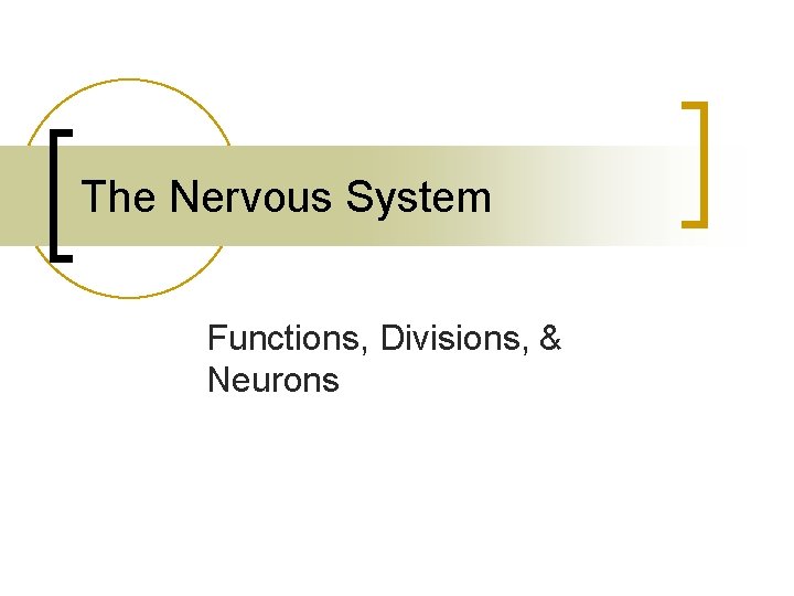 The Nervous System Functions, Divisions, & Neurons 