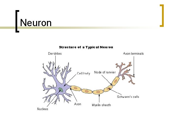 Neuron 