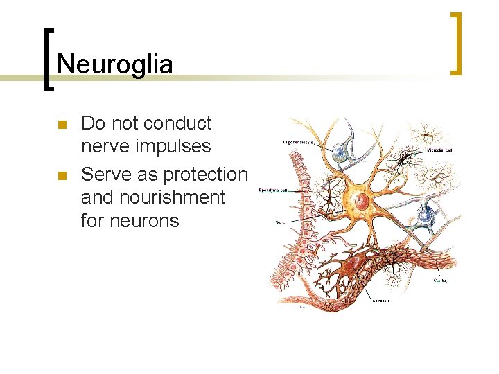 Neuroglia n n Do not conduct nerve impulses Serve as protection and nourishment for