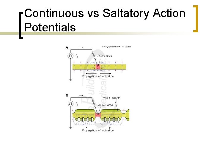 Continuous vs Saltatory Action Potentials 